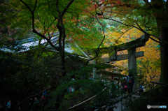 紅葉にはまだ早かった。。