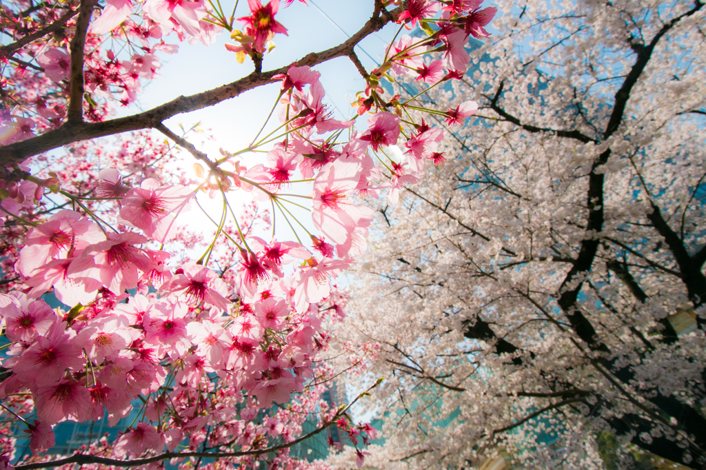 桜色と桜色