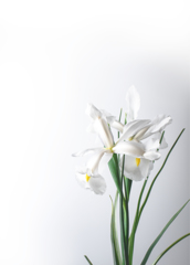 白い花　2