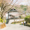 春を眺めて