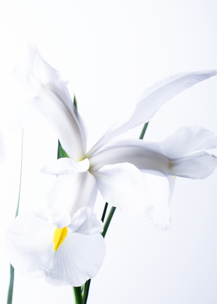 白い花