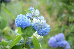 紫陽花、咲き始め