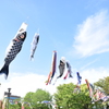 こいのぼり
