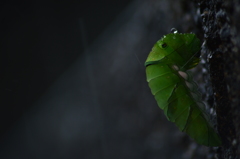 梅雨