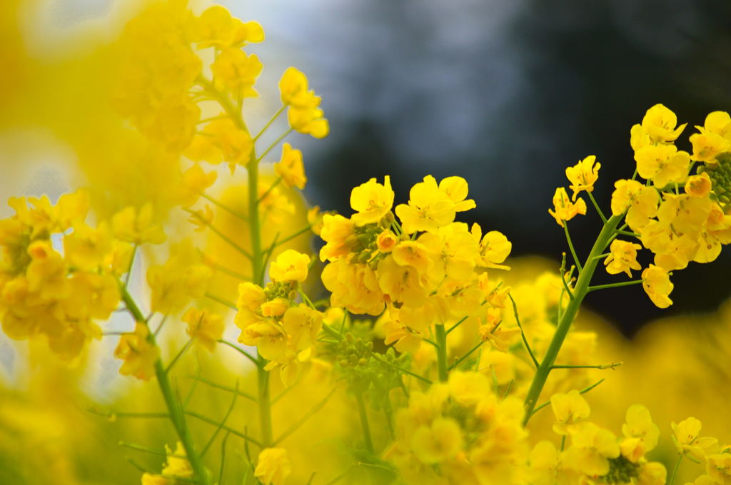 菜の花