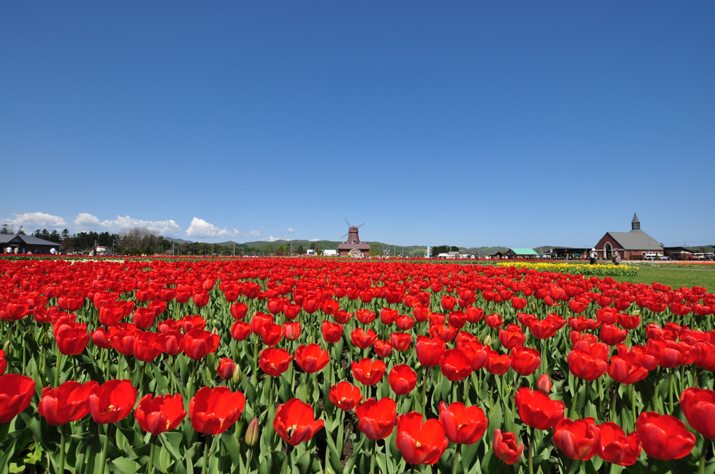 かみゆうべつチューリップ公園３