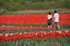 かみゆうべつチューリップ公園１