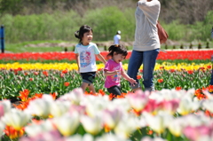 かみゆうべつチューリップ公園４