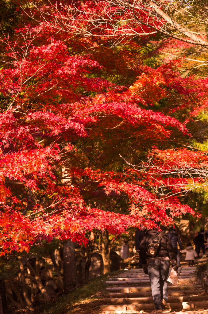 紅葉道