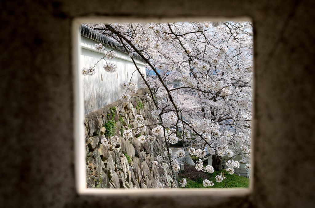 狭間からの桜