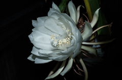 Night Blooming Cereus