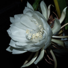 Night Blooming Cereus