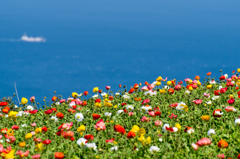 海辺の花畑