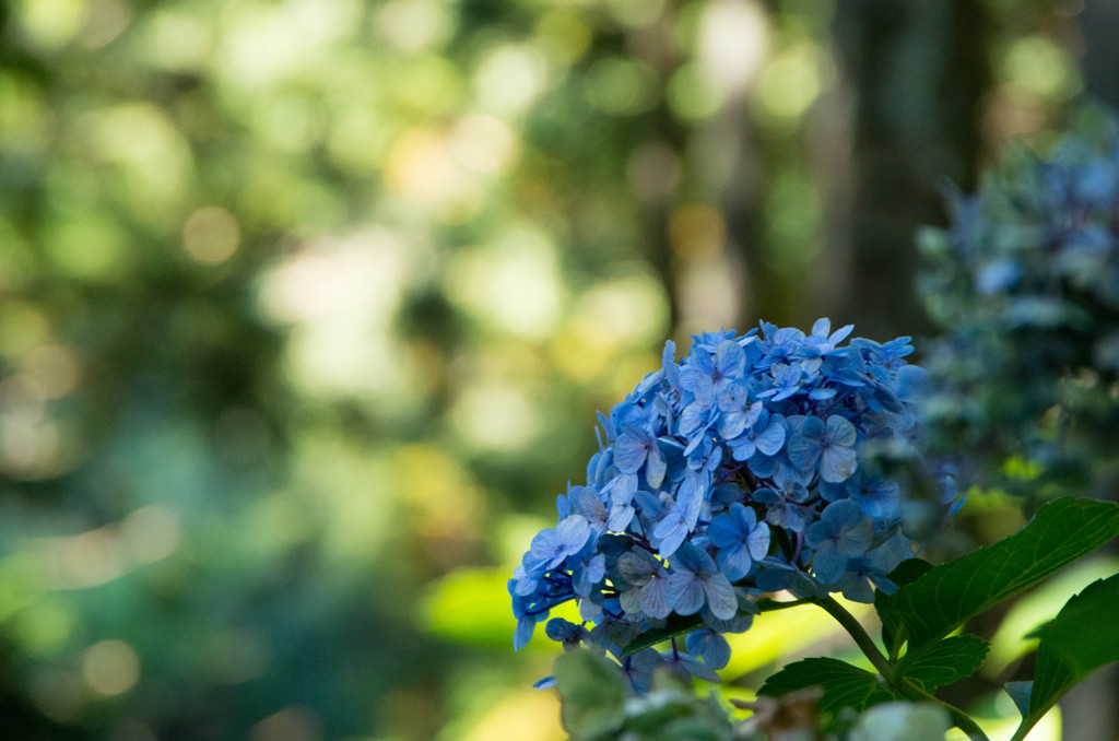 木漏れ日と季節外れの紫陽花