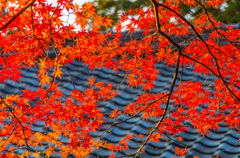 紅葉と屋根瓦