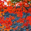 紅葉と屋根瓦