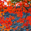 紅葉と屋根瓦