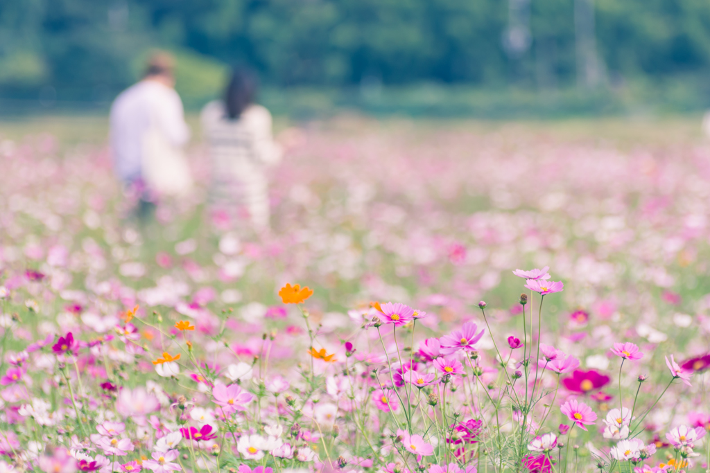 花畑の中へ