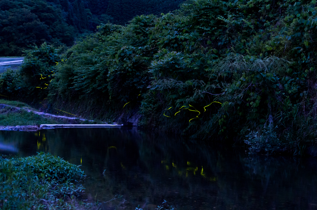 秋里川のホタル 1