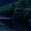 秋里川のホタル 1