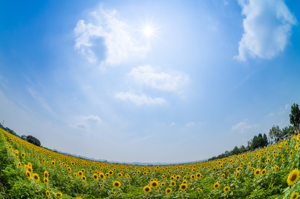 夏空とひまわり畑