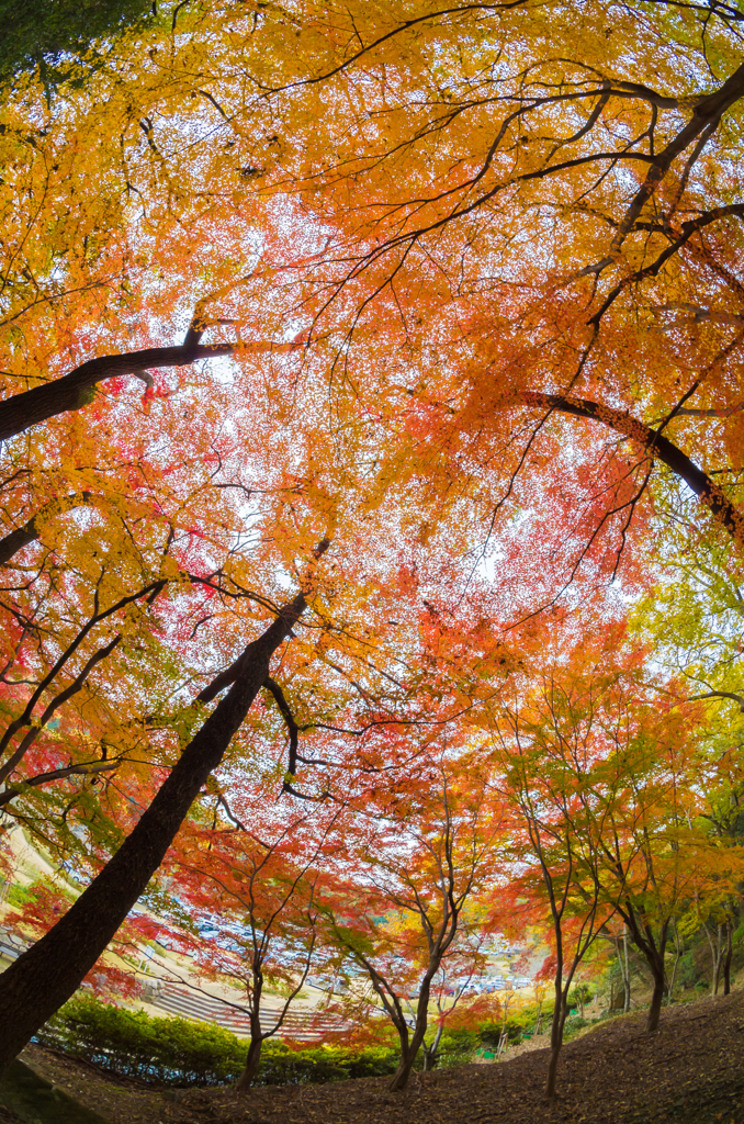 Colorful Forest