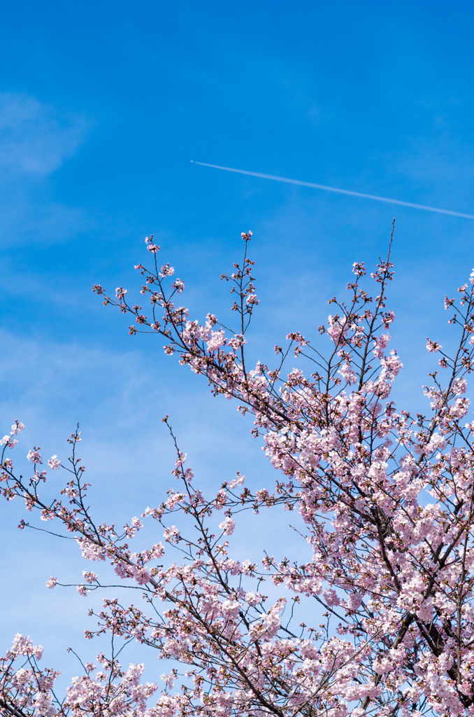 桜と飛行機雲