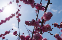 綾部山の梅花