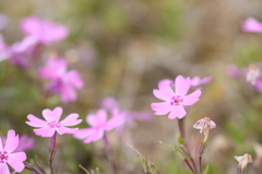 「花のじゅうたん」その①