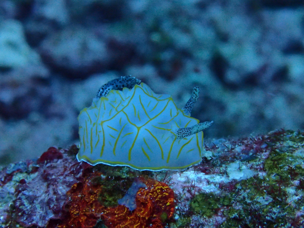 海の生き物　ウミウシ
