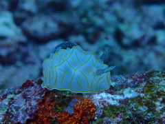 海の生き物　ウミウシ