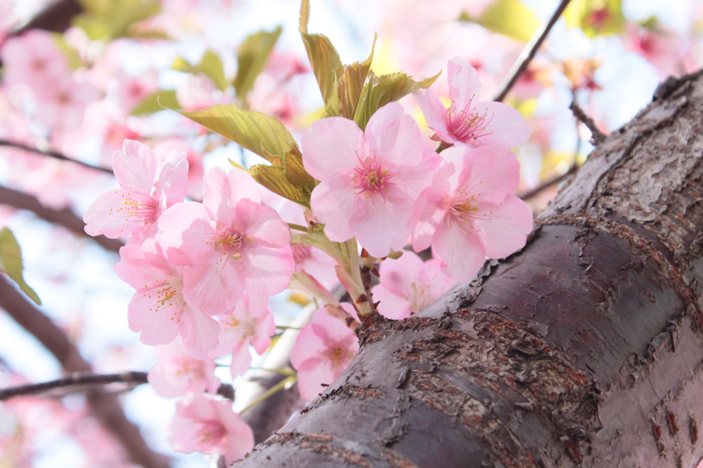河津桜