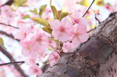 河津桜
