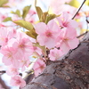 河津桜