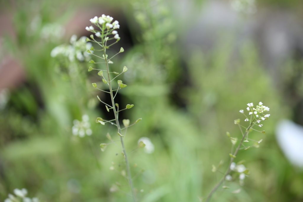 ぺんぺん草