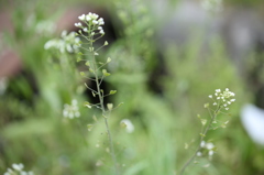 ぺんぺん草