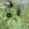 ぺんぺん草