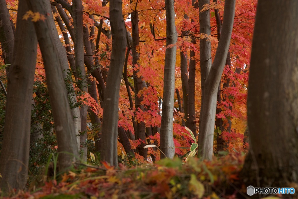 長野の紅葉（松本付近）