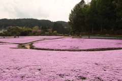 「花のじゅうたん」その②