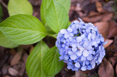 紫陽花