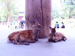 奈良の夏