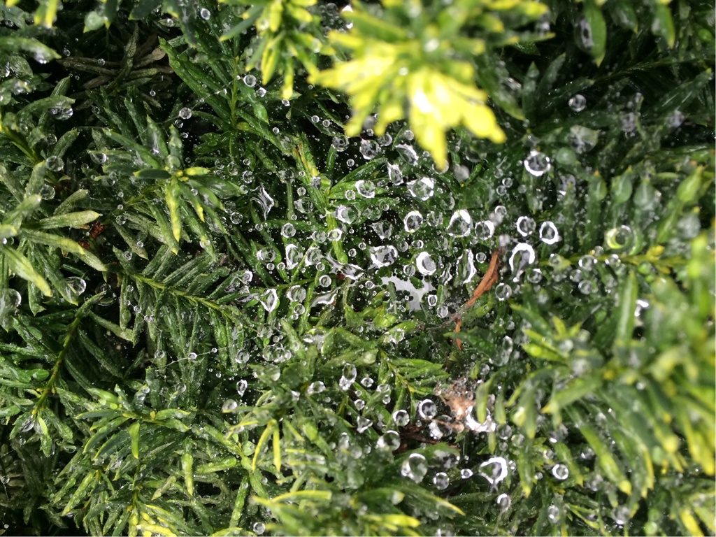 雨があがりました。