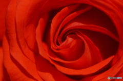 2015～2016 HTB 薔薇祭り