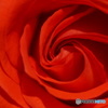 2015～2016 HTB 薔薇祭り