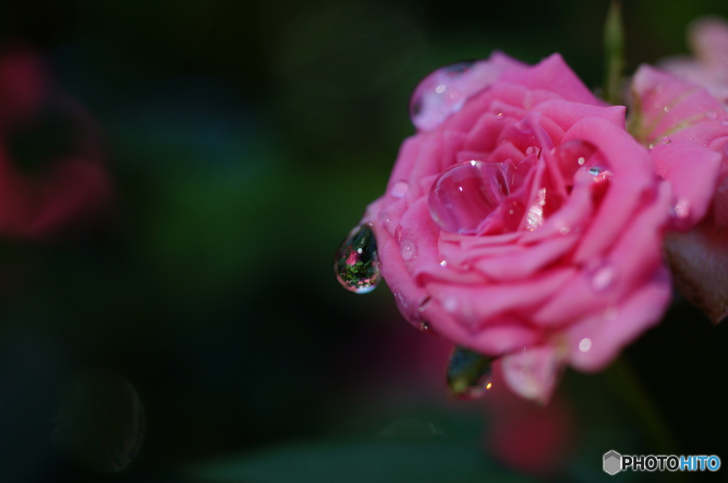 2015～2016 HTB 薔薇祭り