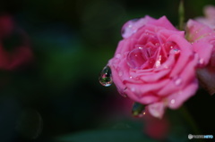 2015～2016 HTB 薔薇祭り