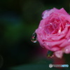2015～2016 HTB 薔薇祭り