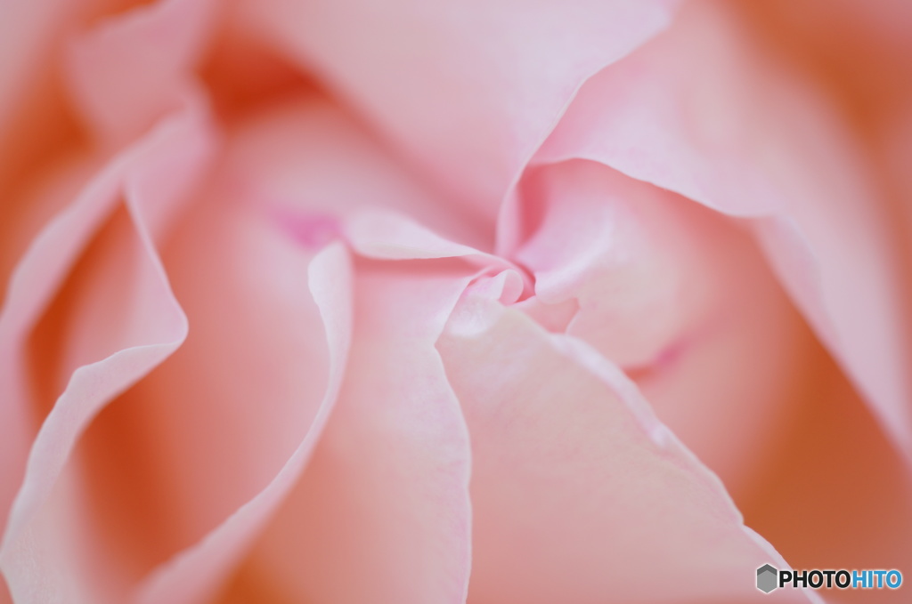 2015～2016 HTB 薔薇祭り