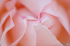 2015～2016 HTB 薔薇祭り