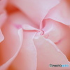 2015～2016 HTB 薔薇祭り